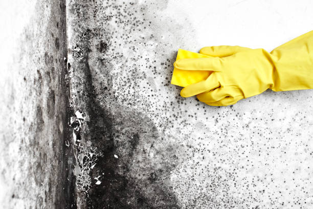 Best Kitchen Mold Remediation in Mccom, MS